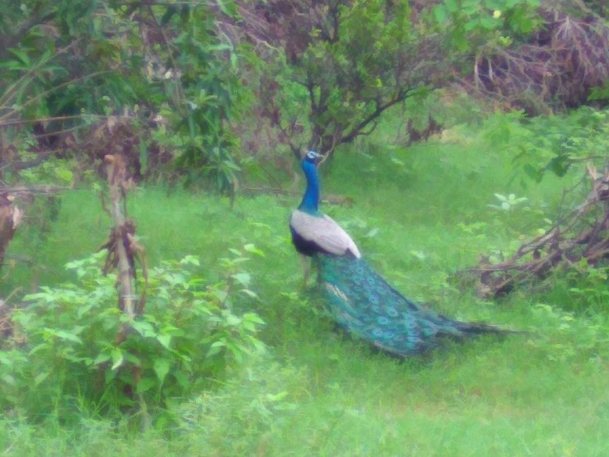 Ranakpur Nature Retreat Sādri Kültér fotó
